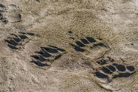 grizzly tracks